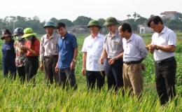 Mô hình cấy lúa khô thích ứng biến đổi khí hậu tại xã Quỳnh Lâm