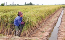 Phấn đấu giành thắng lợi vụ đông năm 2020