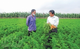 Tăng giá trị sản xuất từ chuyển đổi cơ cấu cây trồng