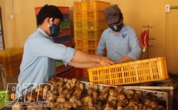 Thái Thụy: Tiêm vắc xin phòng bệnh cho đàn gia súc, gia cầm