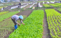 Thành phố: Giá trị sản xuất nông nghiệp đạt trên 744 tỷ đồng