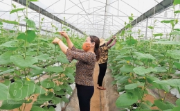 Thi đua sản xuất, kinh doanh giỏi
