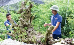 Thổi hồn cho cây cảnh