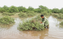 Tiền Hải: Bảo vệ, phát triển rừng ngập mặn