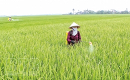 Tiền Hải tăng cường phòng, trừ sâu bệnh, bảo vệ lúa mùa