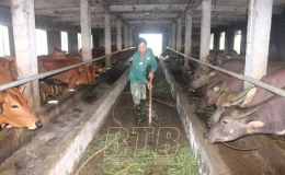Toàn tỉnh có 616 cơ sở chăn nuôi trâu, bò quy mô từ 5 con trở lên