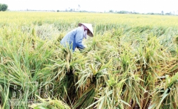 Vũ Thư: Nỗ lực khắc phục lúa bị đổ
