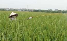 Vũ Thư phòng trừ sâu bệnh bảo vệ 160 ha lúa mùa trà muộn