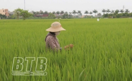 18.000ha lúa mùa phải phun thuốc lần 2 trừ sâu đục thân hai chấm