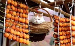 Cách người Nhật làm đặc sản hồng treo gió