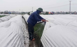 Chăm sóc rau màu sau mưa lớn
