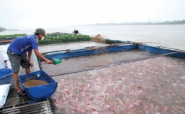 Độc Lập: Người nuôi cá lồng gặp khó