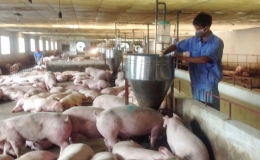 Giá lợn hơi giảm mạnh, thấp nhất 49.000 đồng/kg