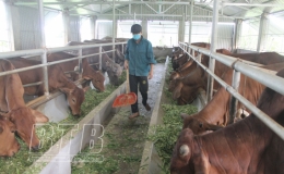 Hiệu quả mô hình nuôi trâu, bò nhốt chuồng