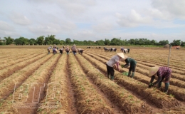 Hưng Hà: Nhộn nhịp sản xuất vụ đông sớm