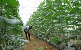 Hưng Hà: Phát triển sản xuất nông nghiệp hàng hóa