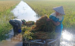 Hưng Hà xuống đồng “cứu lúa”