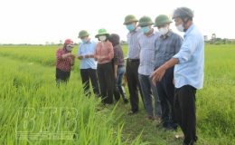 Đồng chí Lại Văn Hoàn, Phó Chủ tịch UBND tỉnh kiểm tra tiến độ phun thuốc trừ sâu đục thân hai chấm tại Đông Hưng, Thái Thụy