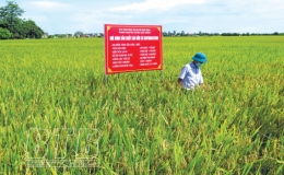 Kiến Xương: Hướng tới xây dựng thương hiệu sản phẩm lúa gạo