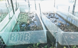 Làm giàu từ nuôi ếch Thái Lan