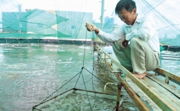 Làm giàu từ nuôi tôm công nghệ cao trong nhà lưới