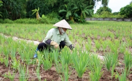 Liên kết sản xuất giúp hội viên tiêu thụ sản phẩm