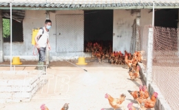 Nỗ lực tái đàn chăn nuôi