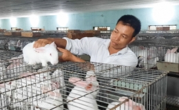 Nuôi thỏ cho nghe nhạc