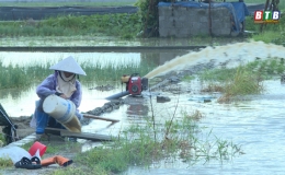 Quỳnh Phụ chủ động tiêu úng cho rau màu