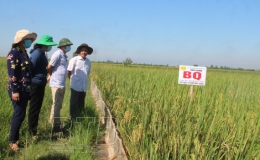 Sở Nông nghiệp và Phát triển nông thôn đánh giá mô hình gieo cấy giống lúa mới
