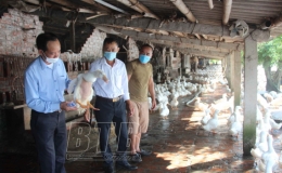 Tổng kết, tham quan mô hình chăn nuôi vịt cao sản an toàn sinh học