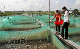 Trên ếch, dưới cá - mô hình hiệu quả