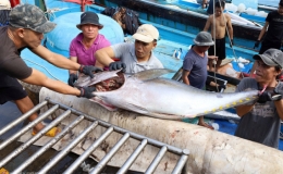 Việt Nam vượt Thái Lan thành nguồn cung cá ngừ lớn nhất cho Israel
