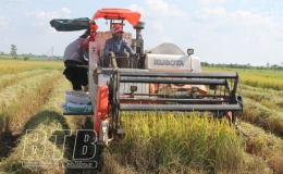 Vũ Đoài khẩn trương thu hoạch lúa mùa để trồng cây vụ đông