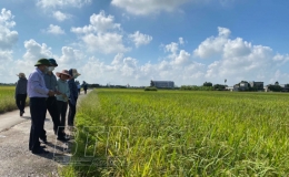 Vũ Thư: Năng suất lúa vụ mùa năm 2021 ước đạt bình quân trên 60 tạ/ha