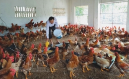 Chăn nuôi gia cầm “ấm” trở lại