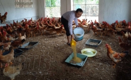 Chủ động tiêm đúng, đủ vắc-xin vụ thu đông cho gia súc, gia cầm