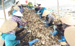 Hiệu quả từ nuôi hàu nước lợ
