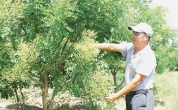 Hồng Lý: Phát triển kinh tế vườn