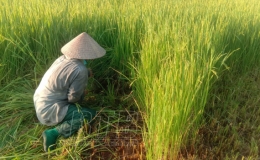 Kiến Xương phòng trừ sâu bệnh bảo vệ lúa mùa