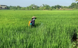 Kiến Xương tập trung chăm sóc bảo vệ lúa mùa