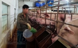 Làm giàu từ mô hình chăn nuôi tổng hợp
