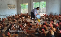 Nghiệm thu mô hình chăn nuôi gà rilai thương phẩm an toàn theo chuỗi