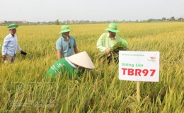 Ngỡ ngàng năng suất giống lúa TBR97