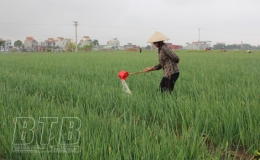 Phát triển thương hiệu “Tỏi Trường An”