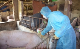 Quỳnh Phụ: 52.750 liều vắc-xin tiêm phòng cho đàn gia súc, gia cầm