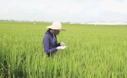 Quỳnh Phụ: Quyết tâm giành vụ mùa thắng lợi