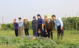 Ra mắt Tổ hợp tác sản xuất trồng cây rau màu xuất khẩu