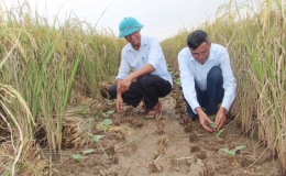 Rộn ràng sản xuất vụ đông sớm ở Hưng Hà