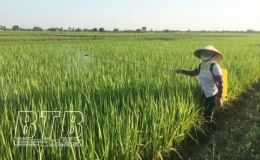 Tập trung phòng, trừ sâu bệnh hại lúa mùa